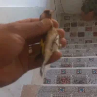 سهره هایه قدار و نمونه|پرنده|اردبیل, |دیوار