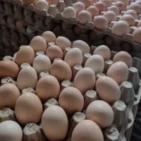تخم مرغ محلی
