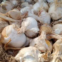 موسیر برا غذا و بذری برا کاشت|خوردنی و آشامیدنی|ساری, |دیوار