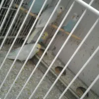 مرغ عشق|پرنده|بیرجند, |دیوار