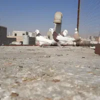 طوقی هفرنگ اصل کرمانشاه|پرنده|قزوین, |دیوار