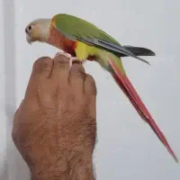 گرینچیک رام باقفس