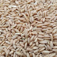 گندم دیم برای بذر گندم منطقه سیلاخور