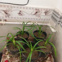 ۱۵عددگل طبیعی|گل و گیاه طبیعی|میاندوآب, |دیوار