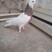 کبوتر کفتر طوقی