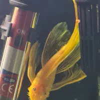 کتفیش پوزه بوته ای مولد|ماهی|اصفهان, کوی امام|دیوار