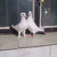 ماده دم سبز با ماده دم گلی