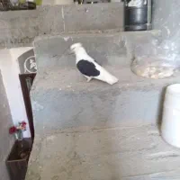 جم 23عدد کبوتر واسه فروش