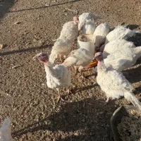 بوقلمون و غاز فروشی دماوند