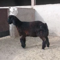 بره تهه|حیوانات مزرعه|شیراز, کوشک بیدک|دیوار