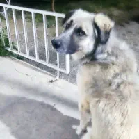 سگ گمشده منطقه باغ فرهنگیان (غذا خوری فرهادی)|سگ|زنجان, |دیوار