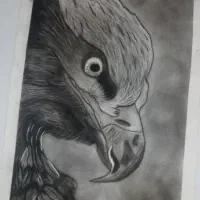 طراحی سیاه قلم عقاب