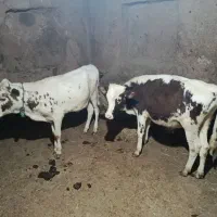 گوساله نر سیمینتال|حیوانات مزرعه|کلاترزان, |دیوار