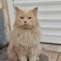 گربه پرشین|گربه|دوگنبدان, |دیوار