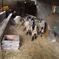 بز و بزگاله|حیوانات مزرعه|حویق, |دیوار