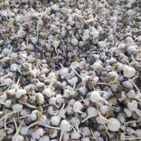 سیر سفید درجه یک