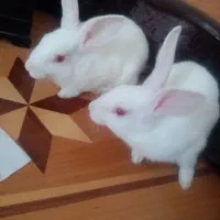 دوتا خرگوش دوماهه