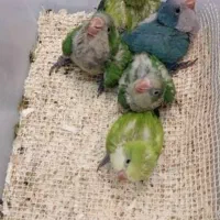 جوجه راهب سرلاکی