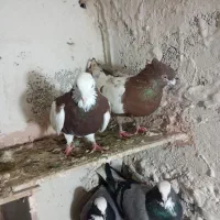 دو عددکبوتر هواگیر بازیدار طوقی قرمز کوینح|پرنده|بناب, |دیوار