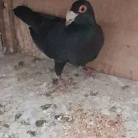 کبوتر زاغ کرمانی نر مست غریبگیری|پرنده|پاکدشت, حصار امیر|دیوار