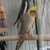 عروس هلندی سرحال