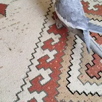 گمشده عروس هلندی|حیوانات|شهرکرد, |دیوار