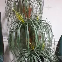 درخت نخل مصنوعی