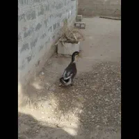 اوردک نر سرحال|حیوانات مزرعه|امیدیه, |دیوار