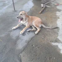 تول سگ سراب