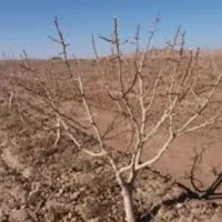 حرس و پیوند انگور وتمام