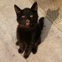 گربه نیاز به کمک داره