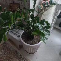 دو عدد گل و گلدان