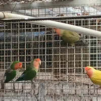 طوطی برزیلی مولد