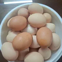 تخم مرغ محلی