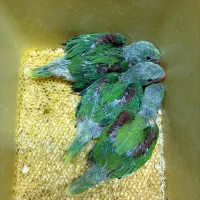 جوجه سرلاکی شاه طوطی اسکندر