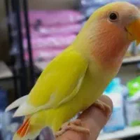 مجسمه طوطی کوتوله خوشگل