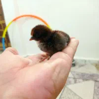 جوجه عربی یک روزه|حیوانات مزرعه|رامشیر, |دیوار