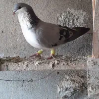 کبوتر دانه ای همه ماده ۱۲ تا همه پرشی