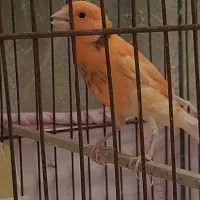 قناری جوجه نر ردفاکتور