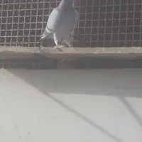 کفتر سبز خط دار المانی