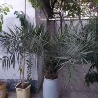 گیاه آمستل و نخل