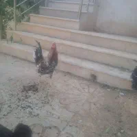 خروس محلی گلین اصل|حیوانات مزرعه|شیراز, ویلاشهر|دیوار