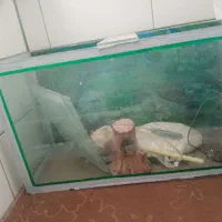 آکواریوم|ماهی|زرند, |دیوار