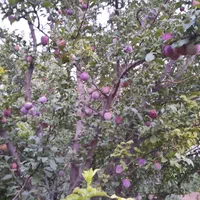 فروش یا معاوضه خانه باغ در روستای غربالبیز|فروش خانه و ویلا|مهریز, |دیوار