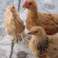 مرغ و خروس