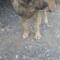 سگ نر سرابی