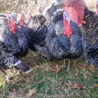 قهل|حیوانات مزرعه|اشنویه, |دیوار