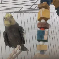 جفت عروس هلندی مولد روی تخم