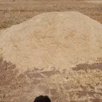 کاه فروشی ۱۵۰تن