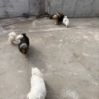 واگذاری تعدادی سگ شیتزو|سگ|صفادشت, |دیوار